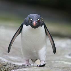 angry-penguin.jpg