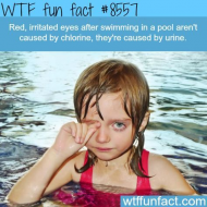 Red eyes afteer swimming are caused by urine.jpg