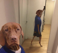 Mirror selfie doggo.jpg