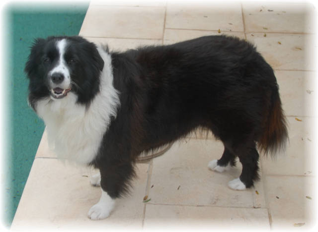 Bonnie border collie vin.jpg