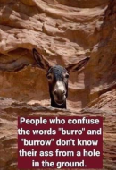 Burro & burrow .jpg