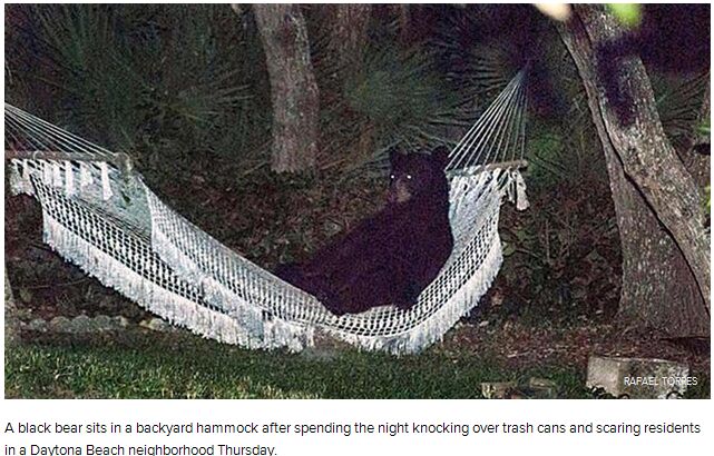Bear in hammock.jpg