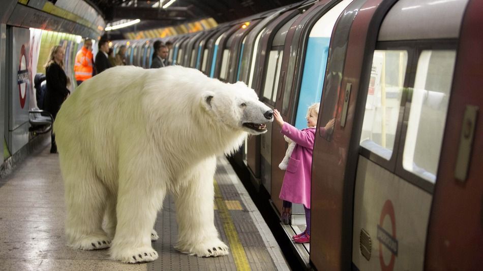 A giant polar bear took the tube in London today.jpg
