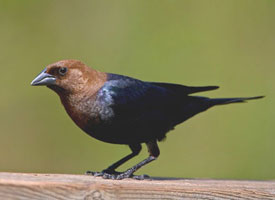 brown_headed_cowbird_glamor.jpg