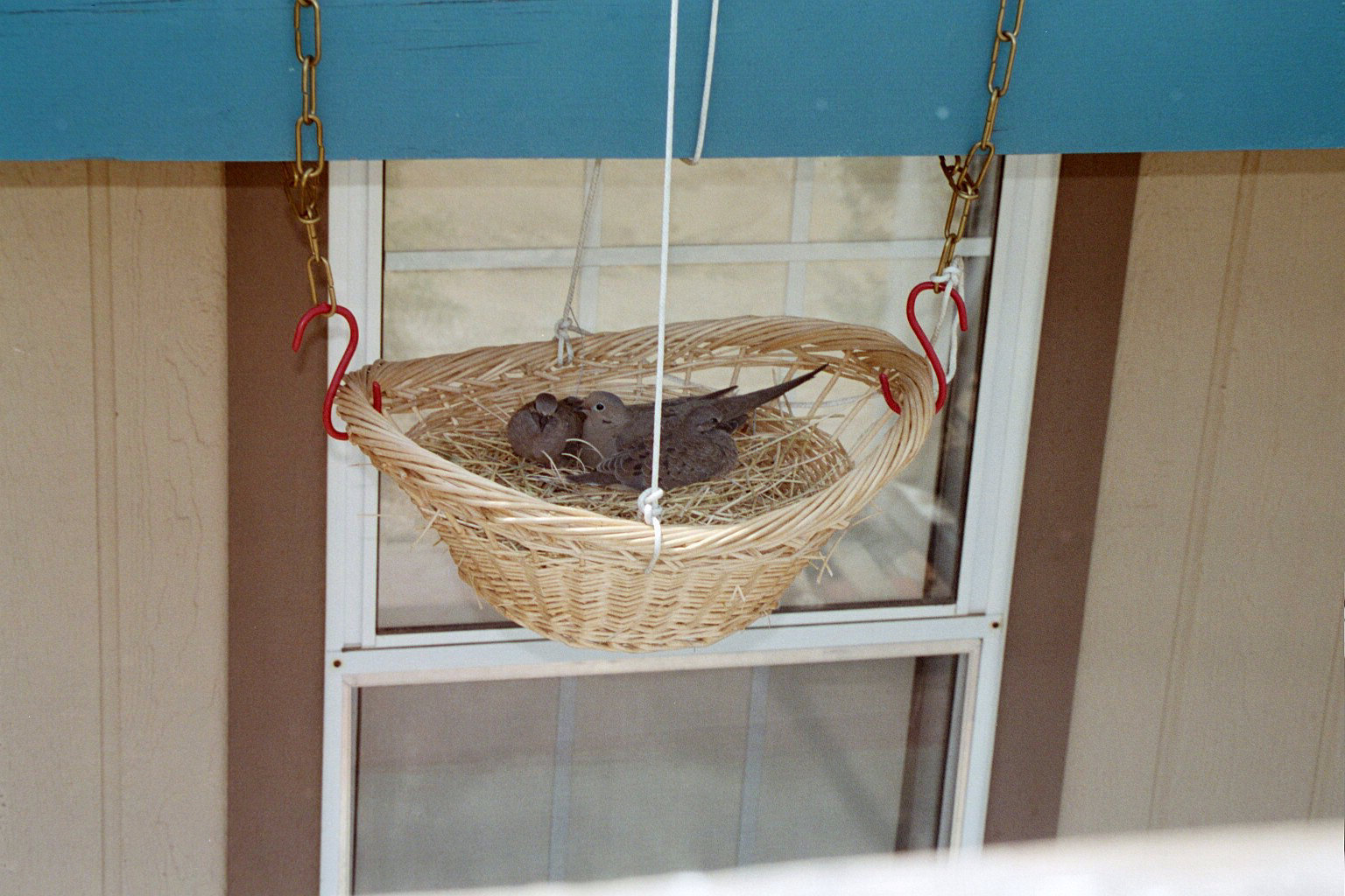 17-Doves in nest.jpg