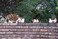 Cats Love Rainwater.jpg