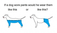 The Internet’s Latest Debate - How Would a Dog Wear Pants.jpg