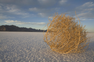 tumbleweed-on-the-bonneville-salt.jpg