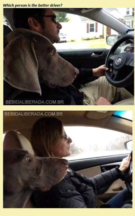 Car drivers with dogs.png