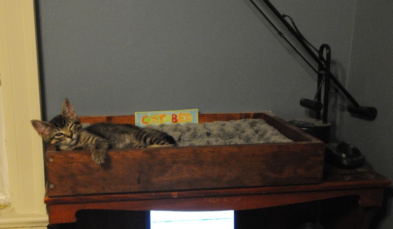 catbed.jpg