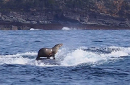 Seal Enjoys Surfing on Whale’s Back.jpg
