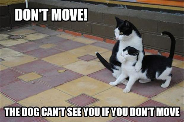 cat Dog Moving.png