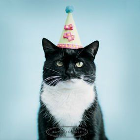 birthday_cat.jpg