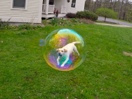 This dog looks like she's floating in a bubble.jpg