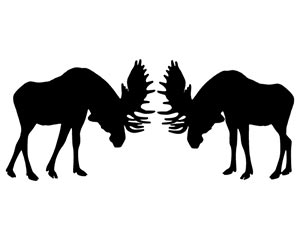 bull-moose-fight-in-the-dark-21442801.jpg