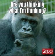 Funny Zoo Memes .jpg