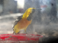 06-03-23 Arizona hooded oriole .jpg