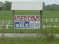 Used Cows.jpg