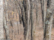 Can you spot the camouflaged leopard in this picture_ answer.jpg