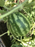 Accidental Watermelon.jpg