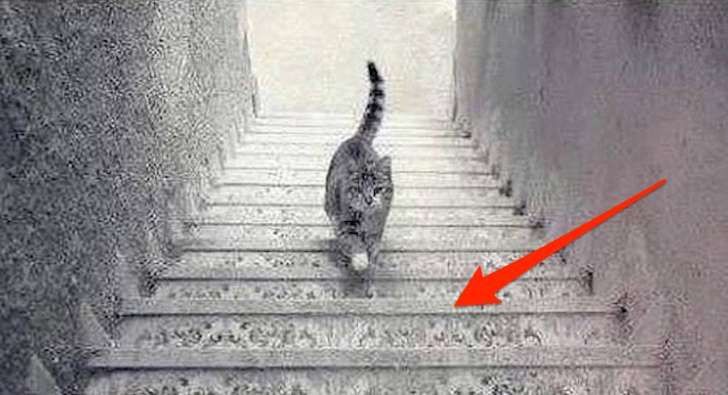 Forget the dress - The Internet can't decide if this cat is going up or down stairs.jpg