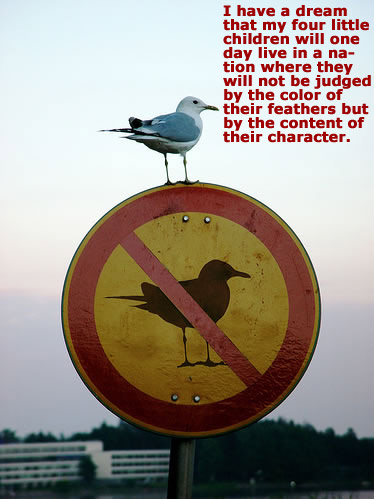 bird-on-no-bird-sign-i-have.jpg