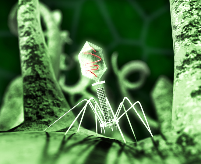 bacteriophage-t4-virus.jpg
