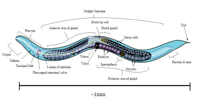 celegans.jpg