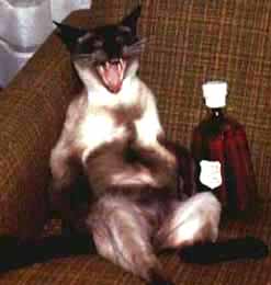 laughing-cat-with-bottle-2.JPG