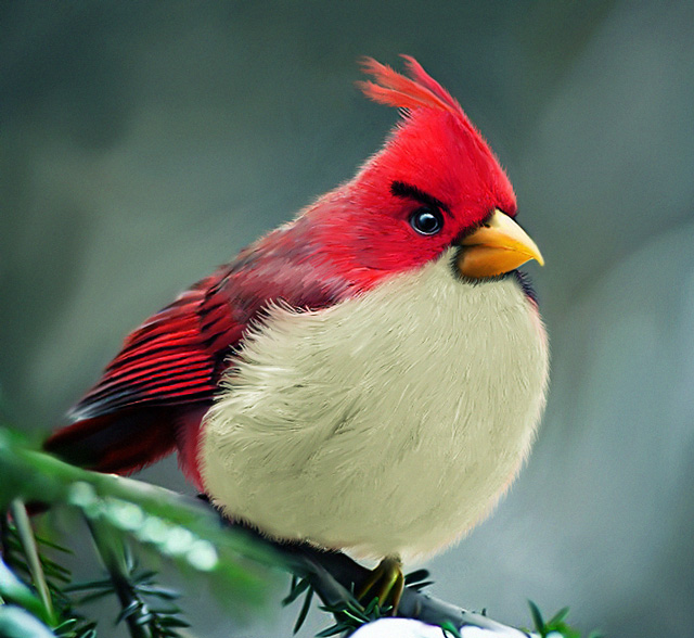 natural_angrybird_vb.jpg