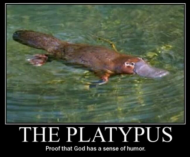 The platypus - proof that God has a sense of humor.jpg