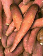 sweet potatoes.jpg