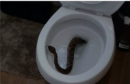 Family finds rattlesnake in toilet – then an even bigger surprise.jpg