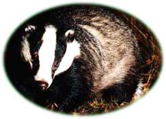 badger.jpg