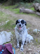 Sierra Hiking Buddy.jpg