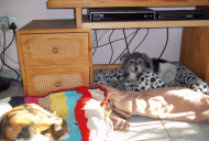 Tuffy & Tigger-Beds.jpg