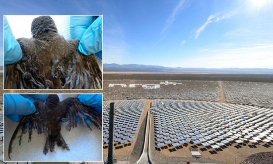 Google bird fries - Ivanpah solar energy envionmental footprint.jpg