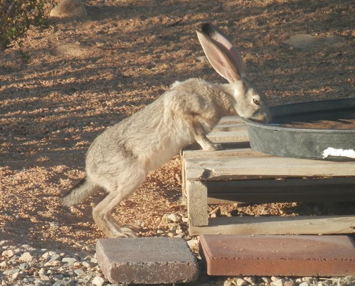 P7080093 Jackrabbit    tiny.JPG