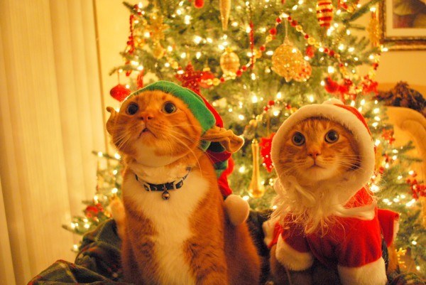 cats-oh-shit-xmas.jpg