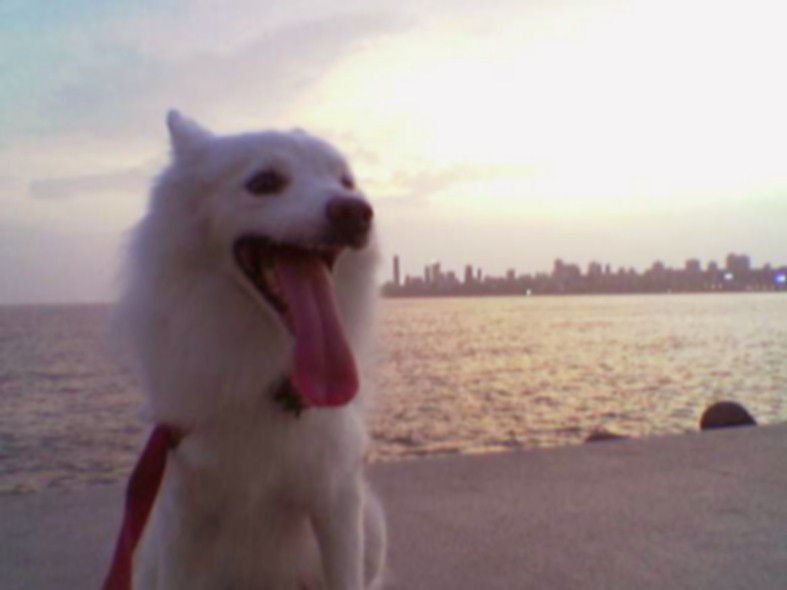 Sparky Marine Drive 20090619 02.jpg