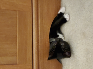 mitzi-under-desk.jpg