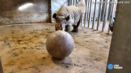 This is what happens when you give a rhino a giant ball.jpg