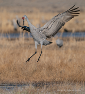 Greater Sandhill Crane_03079.jpg