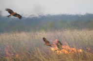 If Australian animals don't poison you or eat you, they'll BURN DOWN YOUR HOUSE.jpg