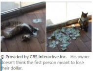 Cash Cat - Money-Snatching Office Feline Helping to Raise Money for Charity.jpg