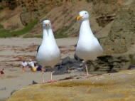 seagull_1_bg_032302.jpg