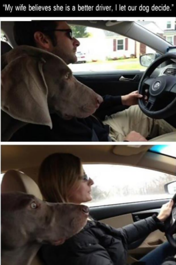 dog Better Driving.png