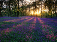 Bluebell Woodland.jpg