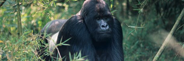 A Fish and Wildlife Agent Goes Undercover as a Gorilla.jpg