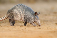 Texas man shoots at armadillo, wounded by ricochet.jpg